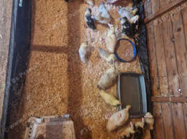 Muscovy ducklings available now