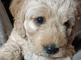Stunning female Labradoodle puppy only one in litter