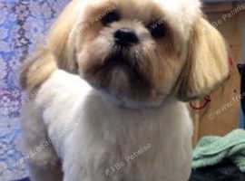 Lhasa apsos girl 4 years old