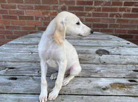 Saluki whippet x saluki puppies available