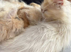 3 Beautiful Persian Exotic ultra x Persian kittens for sale