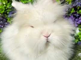 Stunning Baby Double Maned Lionhead Boy!