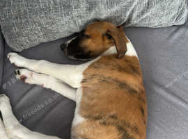 Whippet bitch for sale needs a new home