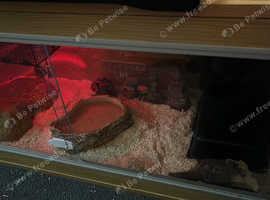 Female corn snake with set up