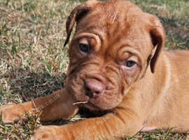 Dogue de bordeaux pups for sale