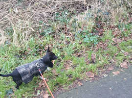 Looking for loving home for tito