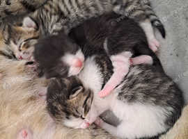 Bengals