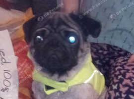 Pug for sale