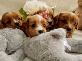 Mini cavapoo for sale best sale near me