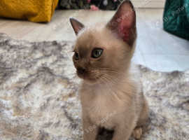 Outstanding quality pedigree registered Burmese kitten