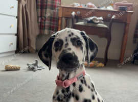 Dalmatian puppy for sale!
