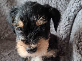 Stunning littler Miniature Schnauzer