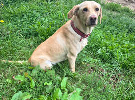 Lovely 2yo golden lab bitch