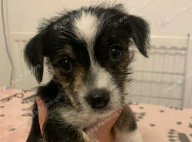 1 cute boy looking for his forever home