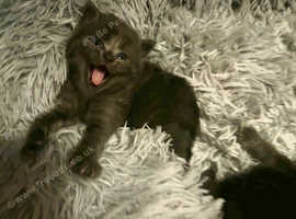 Beautiful grey kitten