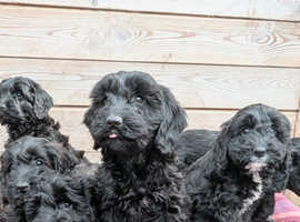 Beautiful Cockapoo Puppies