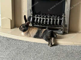 1 year old Tri Coloured Dutch Rabbit
