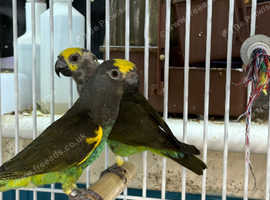 Meyer's parrot Glasgow
