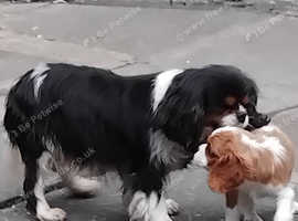 Gorgeous KC reg puppies