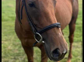 Trixie