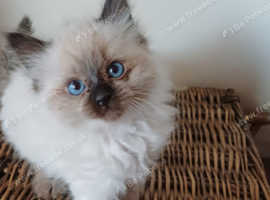 Beautiful ragdolls