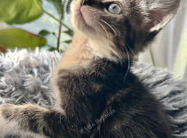 RAGDOLL MIX MALE KITTEN READY NOW