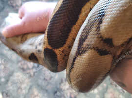 Boa