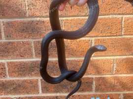 Adult Male Mexican Black Kingsnake