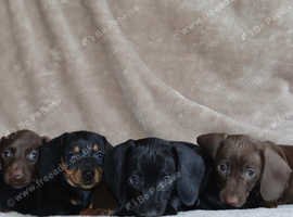 Quality Miniature Dachshunds
