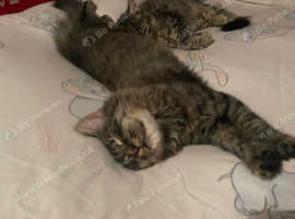 6 months kittens