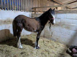 Shire x cob filly
