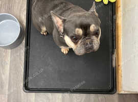 French bulldog