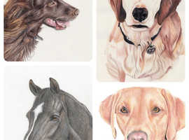 Original, bespoke pencil portraits of your beloved pets by Dorset based, award winning artist.