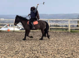 Super talented 14hh gelding * full history known*
