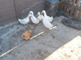 5 cherry valley females