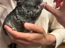 2 Female grey Chinchilla ,18 weeks and a 7 months old , has a grey tummy not white ,handled daily ,£75 each or £140 for the pair