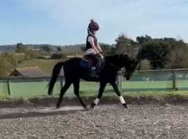 Stunning Show/Dressage Family pony