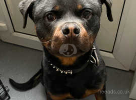 15 month old Rottweiler to good home only