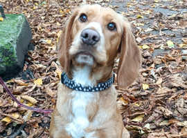 2 1/2 Year Old Female Bocker