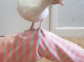 Dad was a France bresse/mum a cream created leg bar.