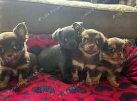 Absolutely stunning, tiny , Chihuahuas **