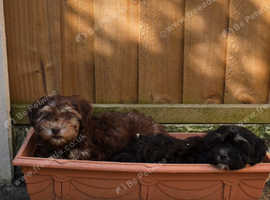 Havanese puppy