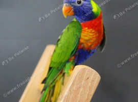 Rainbow Lorikeet,12