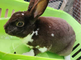 Male mini rex