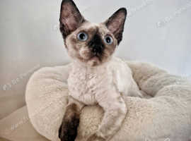 Ready now  Last blue-eyed Devon Rex Girl
