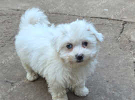 Maltese pup's for sale