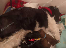 Shokie puppys