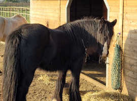 *deposit taken *Pretty cob mare companion