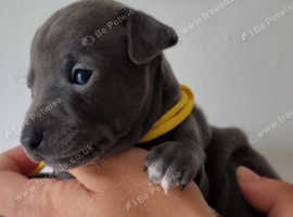 4 Boy Italian greyhound puppies