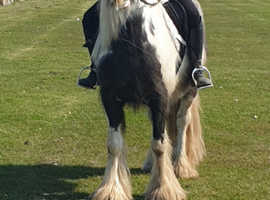 PIEBALD GELDING